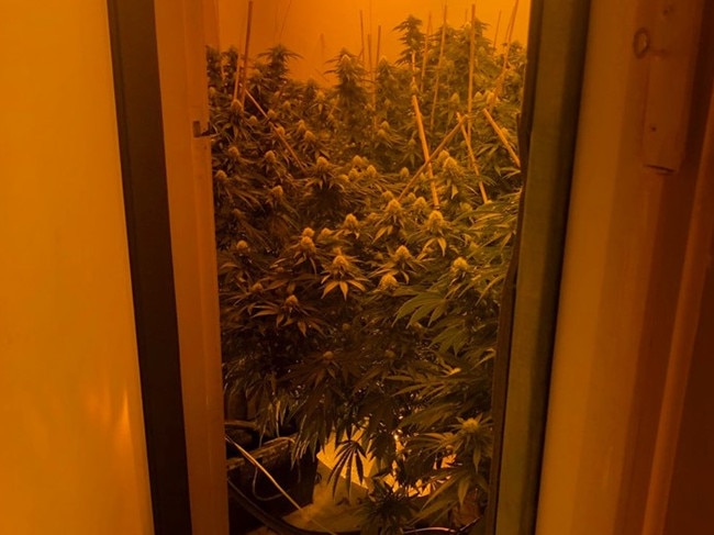 Police found 192 cannabis plants at a home in Adelaide St, Belmore.