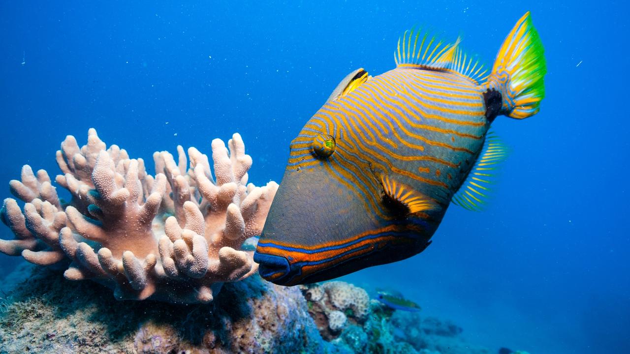 Большой Барьерный риф Австралия рыбы