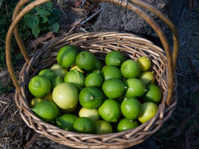 Limes