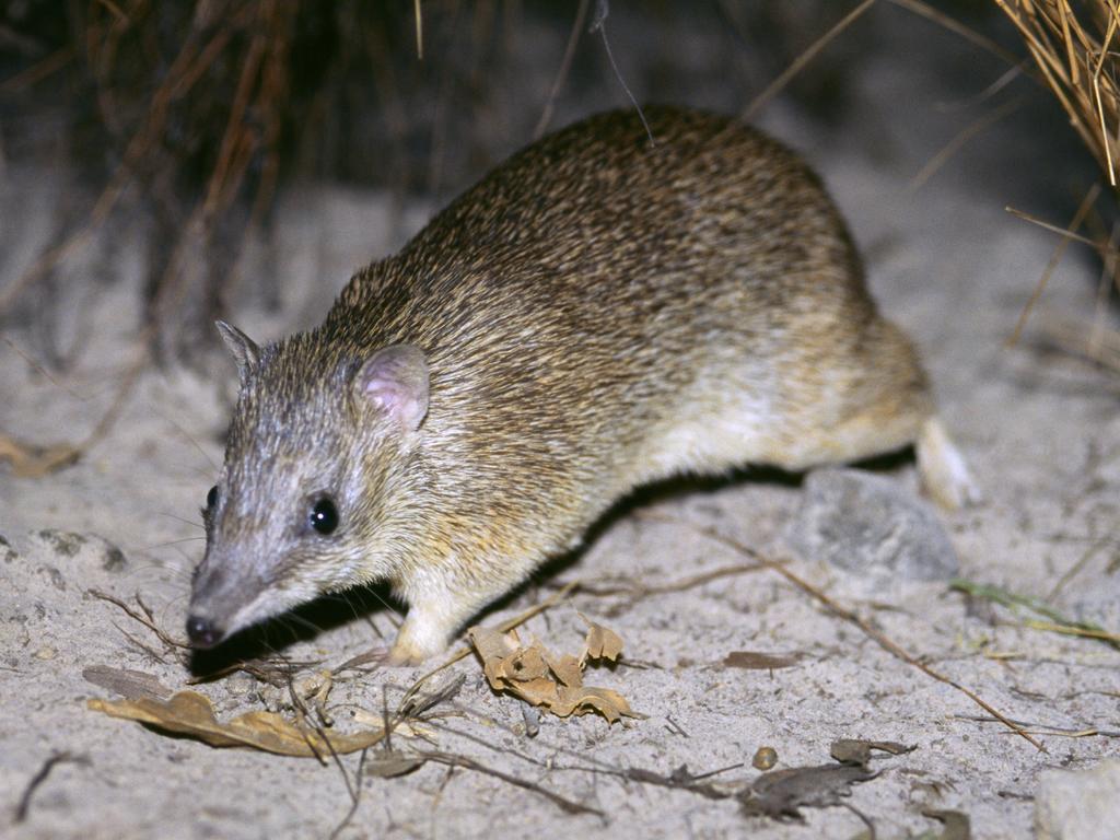 <p>Golden bandicoot, Isoodon auratus, vulnerable species, Top End, Northern Territory, Australia. (Photo by: Auscape/UIG via Getty Images)</p>