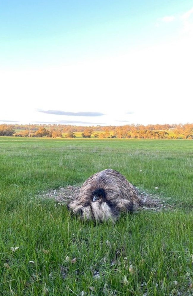 Eddie returns to the same place where he used to nest with his mate every year. Picture: Benjamin Horgan @bnjmnbyrn