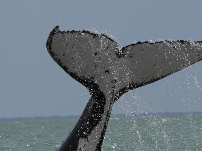 Humpy the humpback still stuck in Kakadu river and in declining health