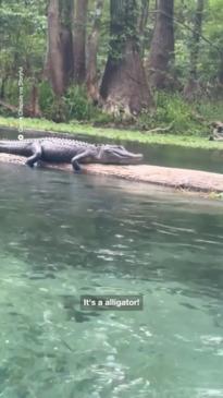 Friends Have Close Encounter With Alligator