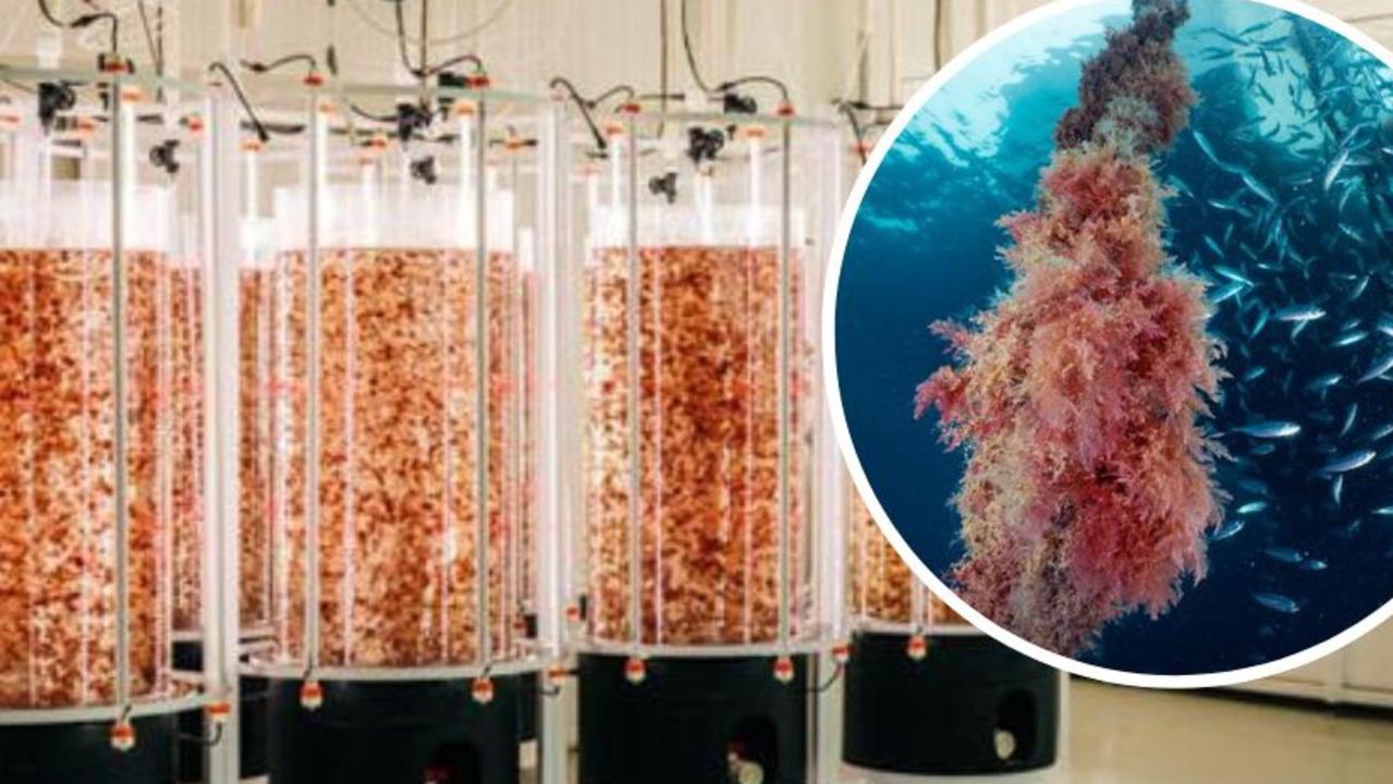 Mammoth expansion on the cards for Swansea seaweed innovator