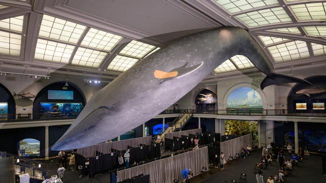 A Band-Aid is seen on a 94-foot-long model of a blue whale hanging above a new vaccination site at the American Museum of Natural History in New York City. Picture: AFP