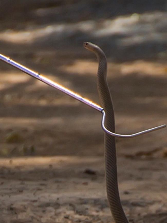 One of the snakes Ms Corby caught in the Goulburn Valley. Picture: supplied