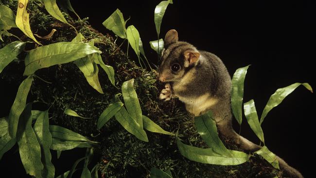 Leadbeater’s possum. Picture: Alamy