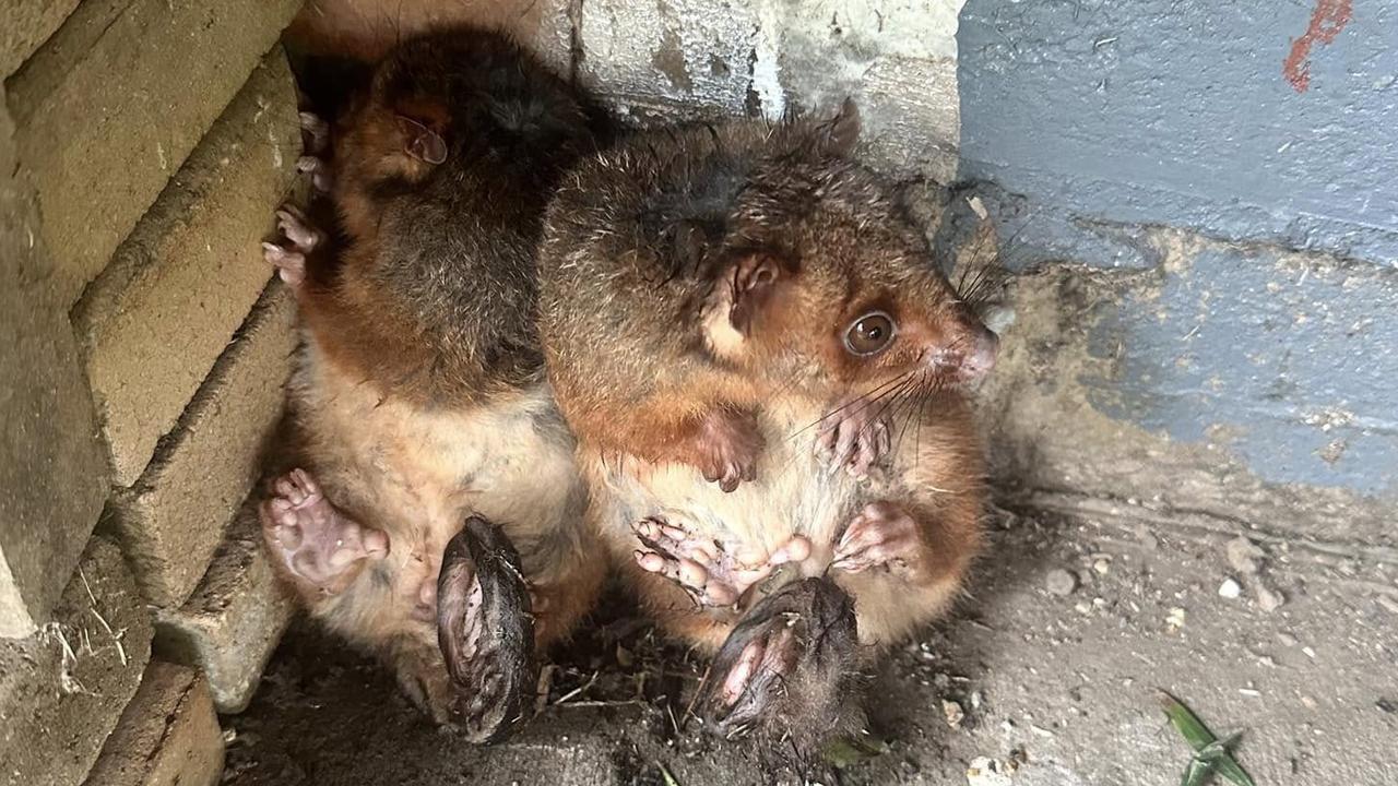 Mum and bub possums rescued