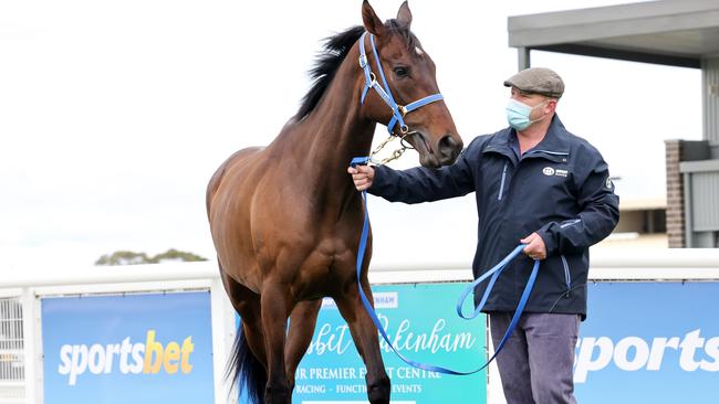 Peter Moody has Incentivise in prime condition. (George Sal/Racing Photos via Getty Images)