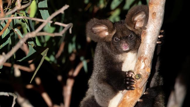 Embargoed for The Weekend Papers. Must Speak to the Weekend Picture Desk before using.   Greater glider in a patch of old growth forest south of Brisbane. The light greater glider and dark greater glider that are filmed separately sticking their heads out of the same hollow are a breeding pair. Credit© David Gallan / WWF-Australia