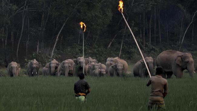 Humans and elephants clash in striking image