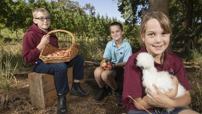 Lenswood Primary School students Edward Mason, 11, Angus Green, 10 and Lucy Flavell, 9, are excited to participate in the first Adelaide Hills Kids Farmers’ Market. Picture: Simon Cross. Picture: Simon Cross