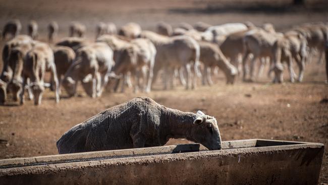 A sheep drinks from a water trough