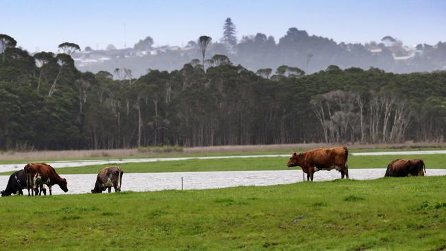 Cows feeding on flooded farm land at Latrobe. Picture: CHRIS KIDD