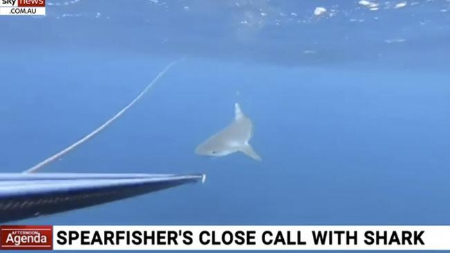 Lara never fired her spear gun at the shark, instead keeping eye contact and using her gun to create distance. Picture: Sky News