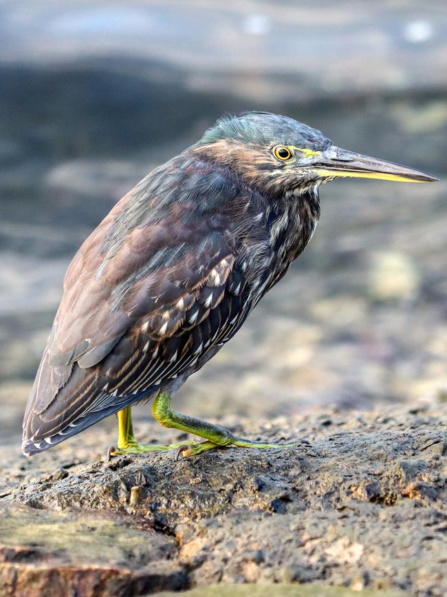 Striated heron. Picture: Neale Maynard