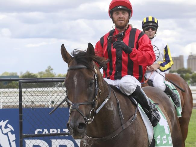 Tamworth, 16/02/2024, Winner- Compelling Truth, Jockey - Jake Pracey-Holmes. Picture: Bradley Photos