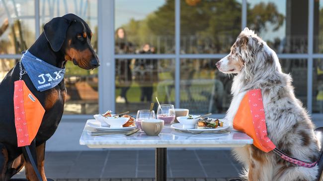 Greenfields Albert Park have partnered with K9 Natural pet foods to provide free pet food to dogs who accompany their owners. Jax and Blu are all for it. Picture: Penny Stephens