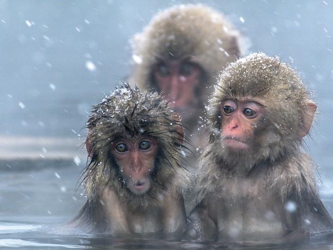 The snow monkeys of Yudanaka.