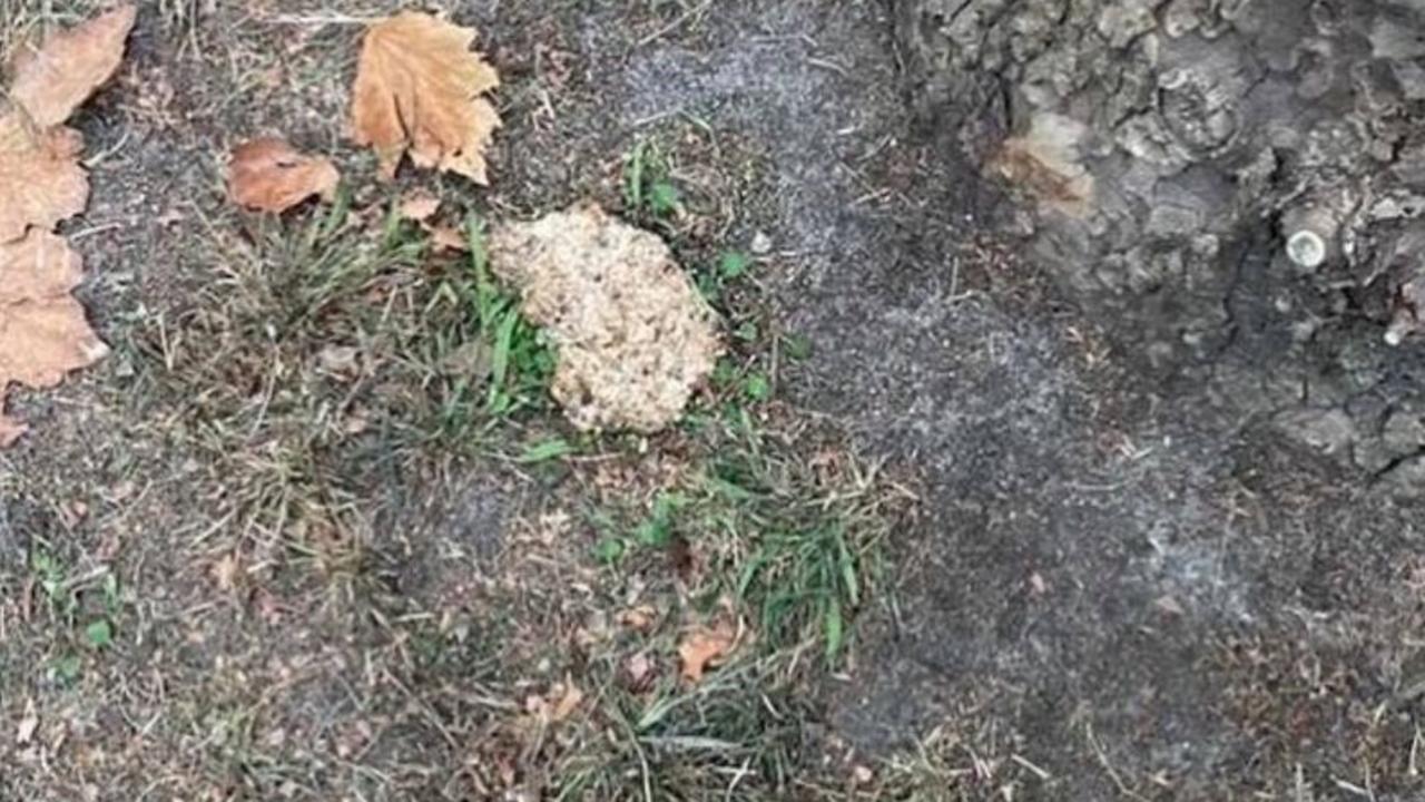 Dog baits are being left around Stonnington. Picture: Stonnington Dogs Instagram page