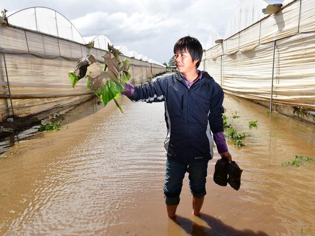 Virginia cucumber grower Phuoc Nguyen in his flooded green house — with his destroyed crops. Pic: Mark Brake