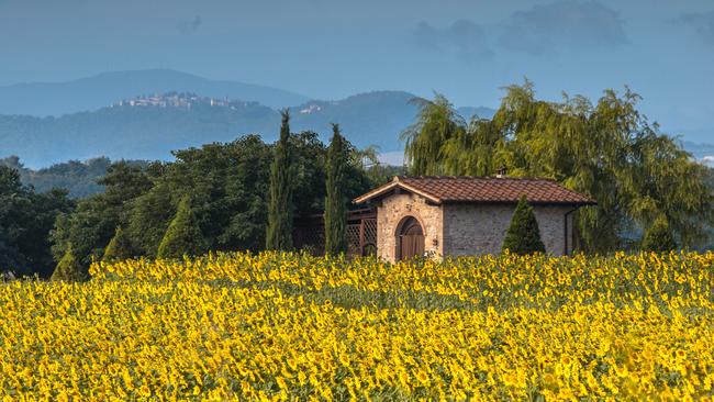 Field of Sunflowers in Tuscany Landscape, Italy.