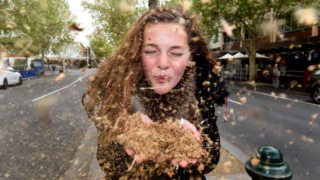 Plane trees are still causing irritations. Picture: Jay Town