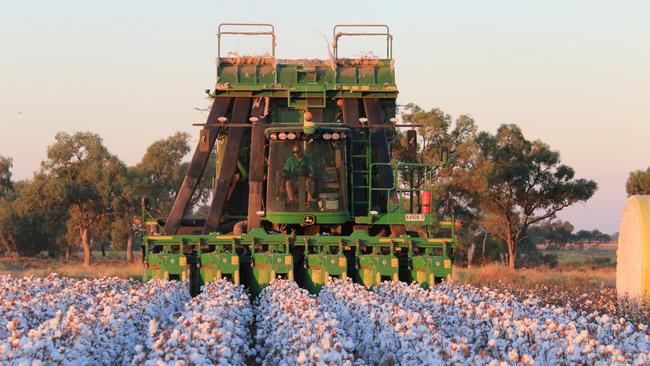 Picking cotton at Hillston, NSW.