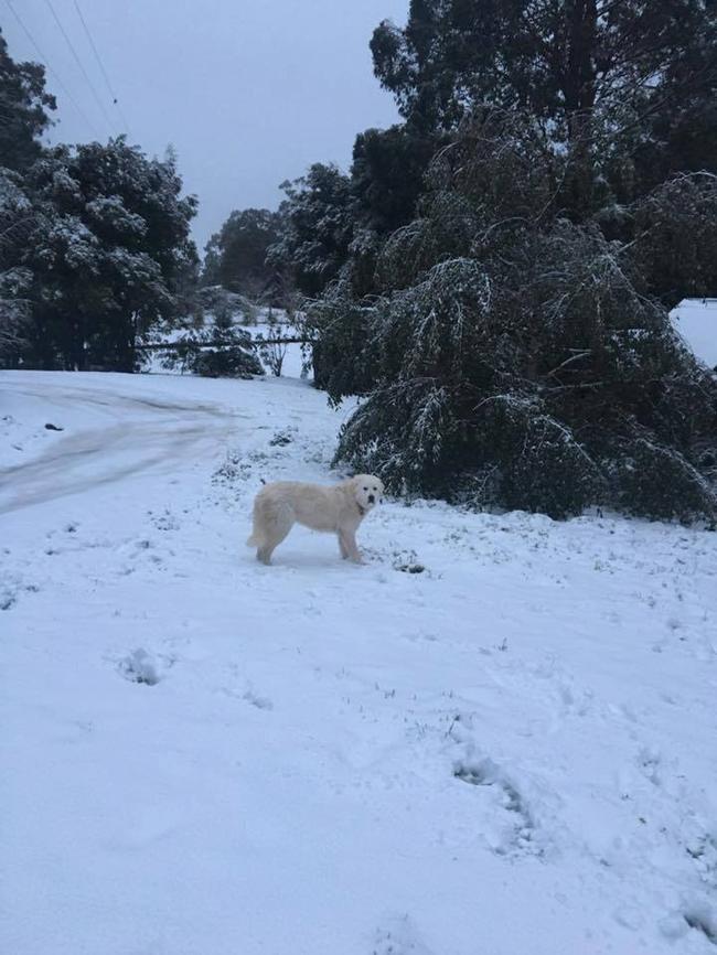 The wild storm has brought deep snow to several parts of Victoria, including the Surf Coast. Picture: Facebook/Destination Surf Coast