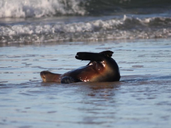 Felicity Doyle captured these images of a long nose fur seal who came ashore at Brooms Head on Sunday for a play