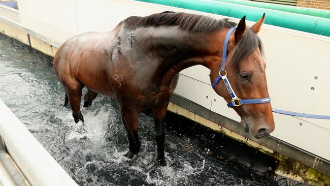 Derby favourite Tarzino enjoys a splash at Randwick. Picture: Adam Taylor