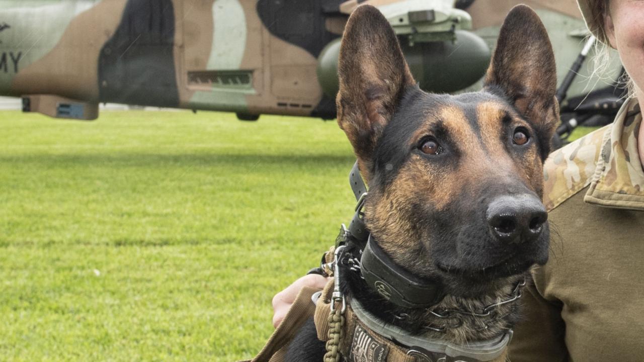 A Belgian malinois seen here in this file photo as a dog favoured by military personnel. Picture: Nev Madsen.