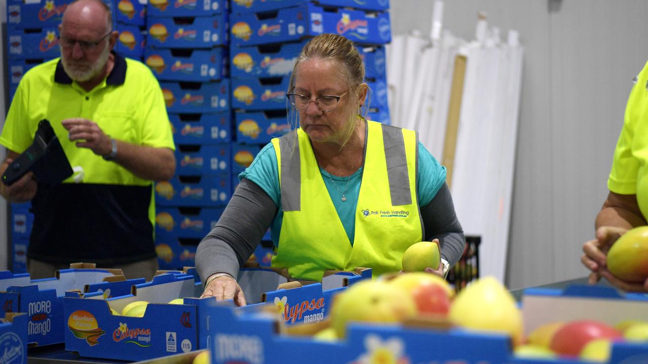 Seaway Logistics gray nomads from Bordertown, SA packing 40 tonnes of mangoes ahead of their first overseas shipment. Picture: (A)manda Parkinson