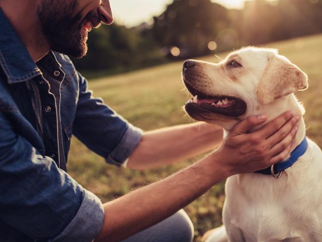 Labradors made the top of the list for the dog most likely to eat socks.