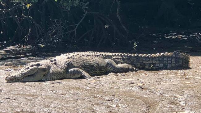 A saltwater crocodile more than 4m long which was spotted along Russell River. Photo: Russell River Progress Association