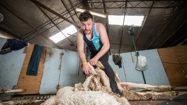 Tasmanian shearer Josh Hazelwood says the lack of workers from overseas and interstate due to border closures is hitting farmers hard. Picture: Amy Brown