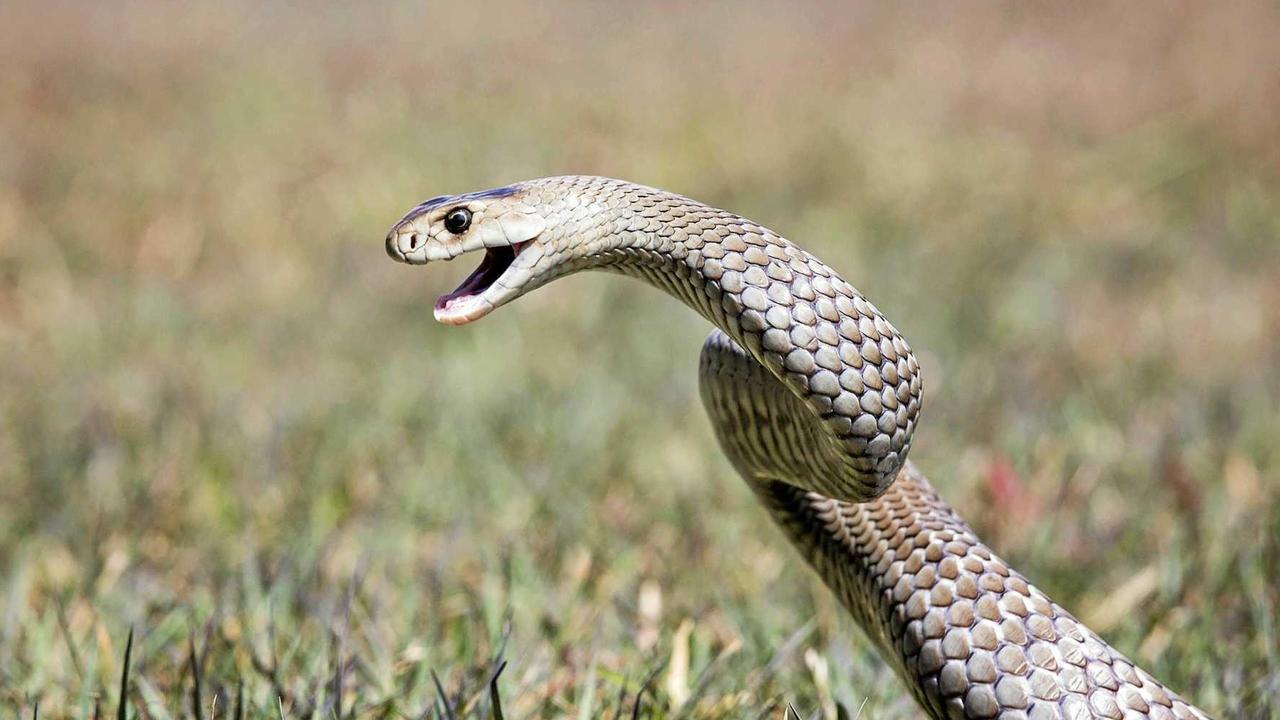 A Bundaberg schoolgirl was rushed to hospital after being bitten by a snake.