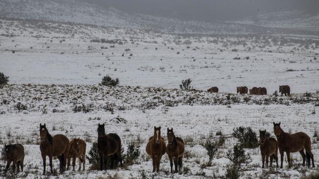 Brumbies graze in the snow at Kosciuszko National Park. Picture: Paul McIver