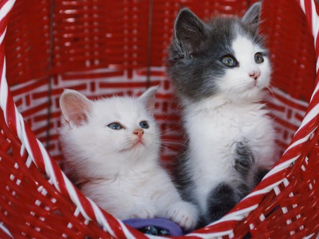 Kittens waiting to be re-homed at the SA Animal Welfare League, Wingfield, 15 Mar 1993. cats