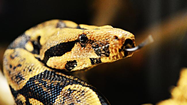 A boa constrictor is on the loose in western Sydney. Picture: Zak Simmonds