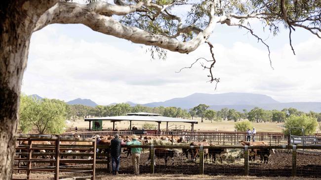 The atmosphere from the yards during the Yarram Park Stud female dispersal sale. Picture: Nicole Cleary