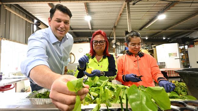 Mr McCarthy with workers at Rio Tinto’s research facility outside Brisbane. Pongamia seed can be harvested annually, leaving the trees and soil intact to store carbon dioxide. Picture: Supplied