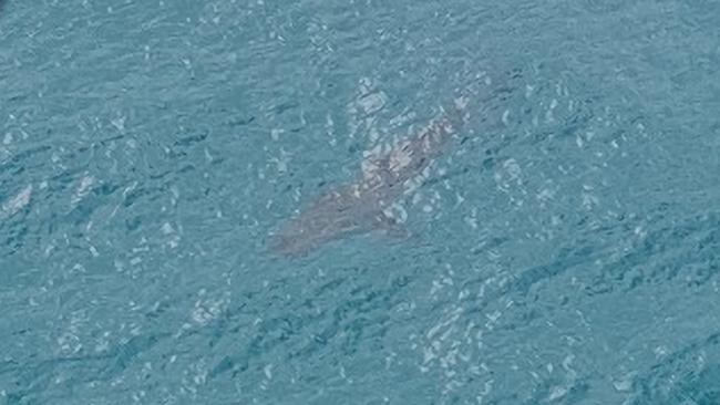 The three-metre shark that attacked a man while he was surfing at Salt Beach in Kingscliff. Picture: Westpac Lifesaver Rescue Helicopter Service QLD