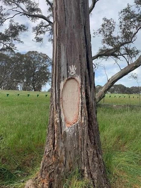 Aboriginal protesters have left hand prints on trees along the route of the Western Highway upgrade. They argue the area is of cultural significance.