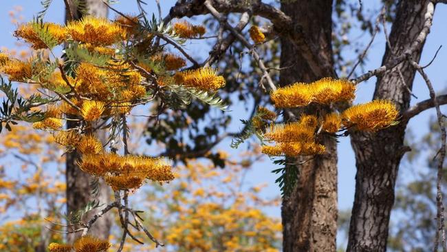 St John's College Woodlawn has lodged a development application to chop down 23 trees on its campus.