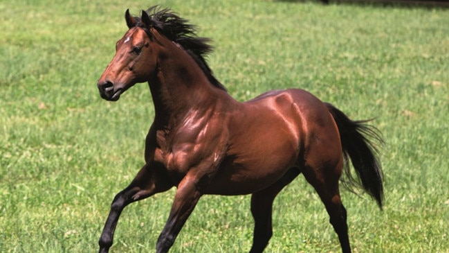 Exceed And Excel, who was Australia’s champion sire for the 2012-13 season, has been retired. Picture: Darley