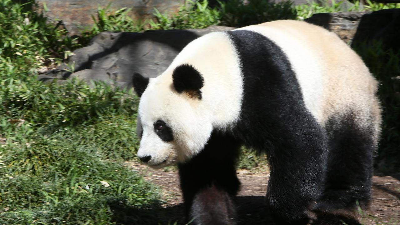 Adelaide Zoo's Giant Panda Fu Ni. (AAP/Emma Brasier)