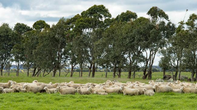 The Australian Bureau of Statistics yesterday reported that the gross national value of the agriculture industry rose 0.9 per cent in the third quarter of this year. Picture: Zoe Phillips