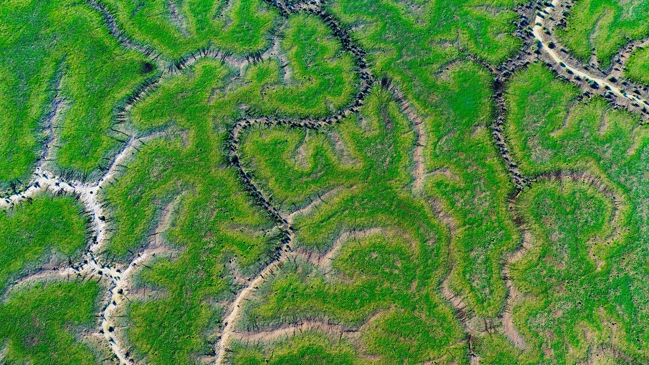 Pelicans in the outback: Incredible sights you need to head west to see