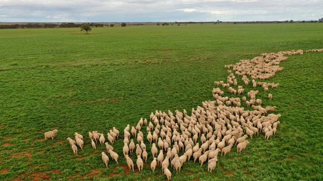 Sheep farmers are concerned about commodity prices and low consumer sentiment. Picture: Alex Coppel